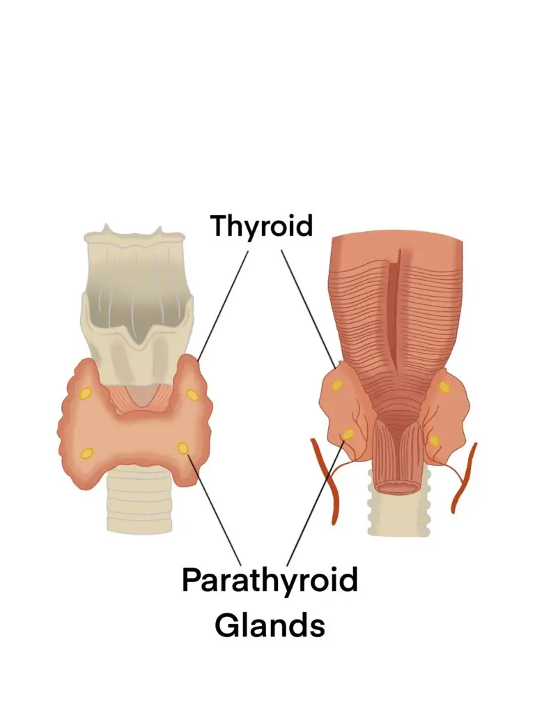 jacquiparathyroid