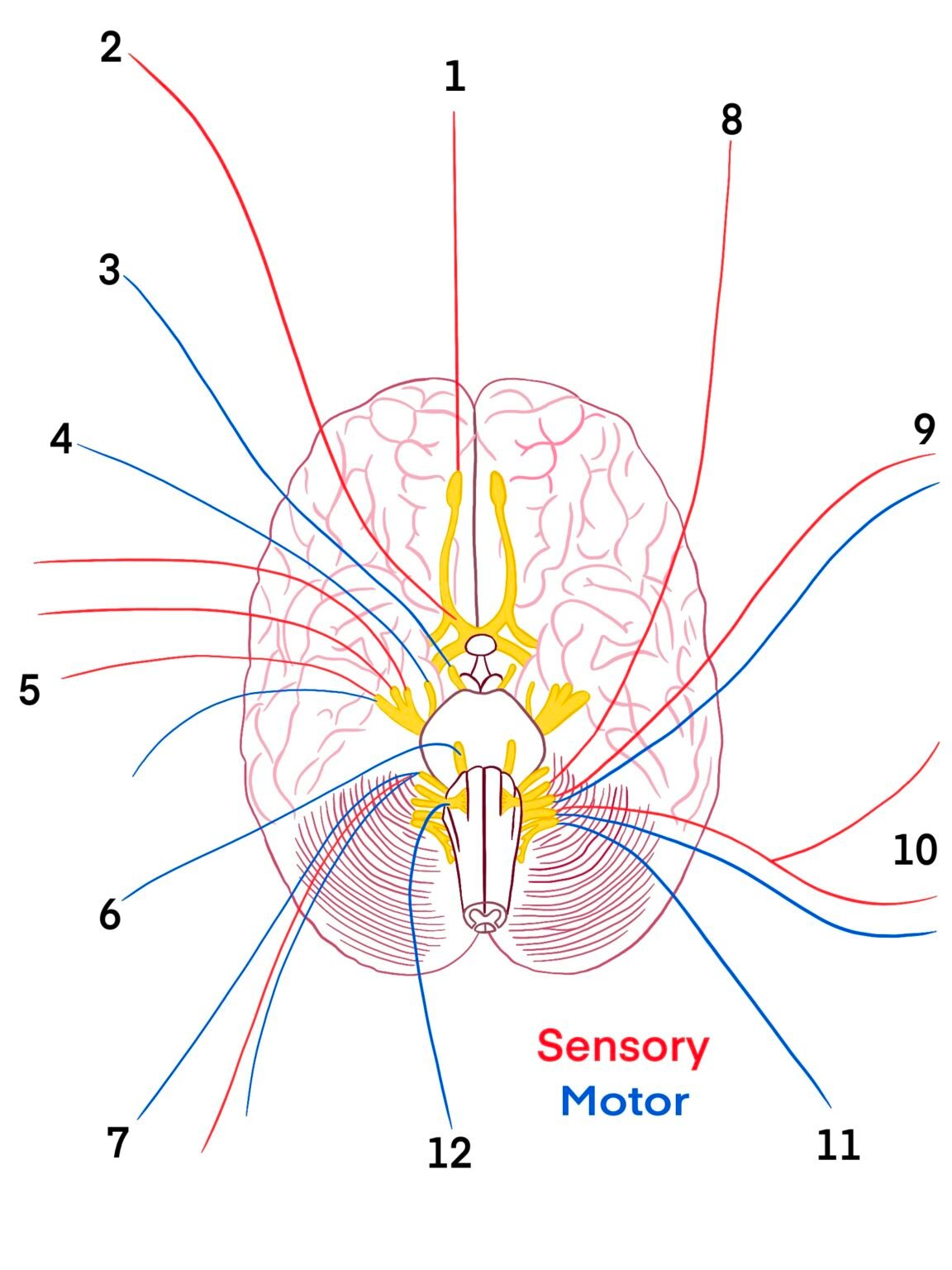 ninetybrain
